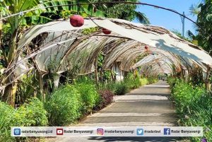 Tak Terurus, Terowongan Bambu Wisata mulai Keropos dan Lapuk