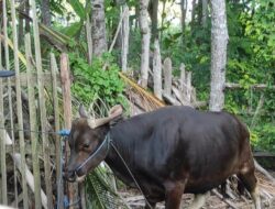 Sapi Kurban di Banyuwangi Mengamuk