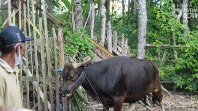 Sapi Kurban di Banyuwangi Mengamuk