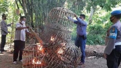 Polisi Bakar Arena Judi Sabung Ayam