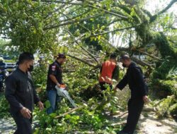 Strong Wind in Banyuwangi, Dozens of Trees Fall Overwhelming Cars