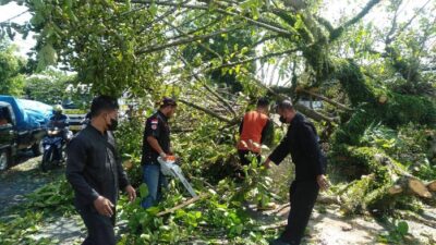 Strong Wind in Banyuwangi, Dozens of Trees Fall Overwhelming Cars
