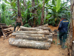 20 Batang Kayu Jati Tanpa Dokumen Ditemukan di Lahan Kosong Banyuwangi