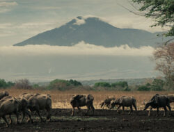 7 Romantic Tourist Attractions in Banyuwangi, One of them is in Baluran National Park