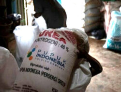 Urea Fertilizer Allocation, NPK and Liquid Organic in Banyuwangi Reduced