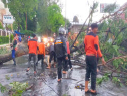 Banyuwangi Washed By Heavy Rain Accompanied by Strong Winds, Several Trees Fallen