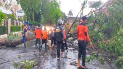 Banyuwangi Diguyur Hujan Deras Disertai Angin Kencang, Sejumlah Pohon Tumbang