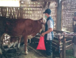 Di Sampang Banyak Sapi Mati Karena Virus BEF, Peternak di Banyuwangi Diimbau Waspada