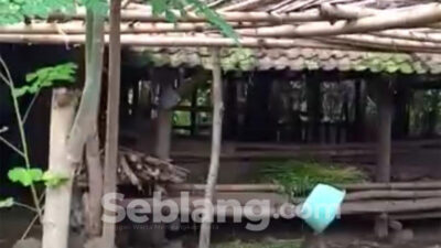 Dua Sapi Bunting Digondol Maling di Licin Banyuwangi