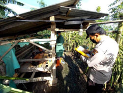 Geger, Lansia di Banyuwangi Ditemukan Meninggal di Gubuk Kebun Buah Naga