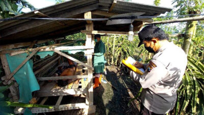 Geger, Lansia di Banyuwangi Ditemukan Meninggal di Gubuk Kebun Buah Naga