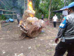 Grebek Sabung Ayam di Rogojampi Banyuwangi, Polisi Gagal Tangkap Pelaku