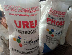 Sell 2 Tons of Subsidized Fertilizer to Situbondo, The Head of the Farmers Group in Banyuwangi Arrested by the Police