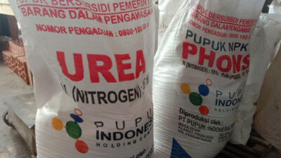 Sell 2 Tons of Subsidized Fertilizer to Situbondo, The Head of the Farmers Group in Banyuwangi Arrested by the Police