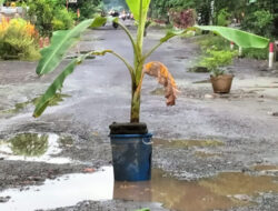 Upset Hollow Road, Many Citizens - Many Plant Banana Trees