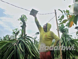 Maling Lampu Buah Naga Merajalela