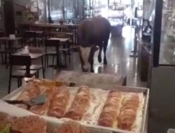 Residents Use Female Cows to Control Cattle Rage and Enter the Bakery in Banyuwangi