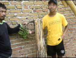 Unik, Pisang yang Sudah Mati Berbuah Kembali di Glenmore Banyuwangi