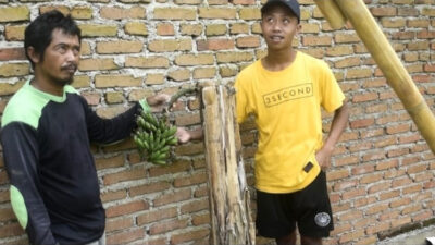 Unik, Pisang yang Sudah Mati Berbuah Kembali di Glenmore Banyuwangi