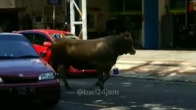 Viral Seekor Sapi Lepas dan Mengamuk hingga Masuk Toko Roti, Warganet: Mau Beli Oleh-oleh Buat Emak