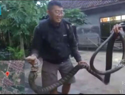 Warga Banyuwangi Geger, Ular Kobra 4 Meter Masuk Perkampungan