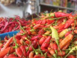 Prices of Chili and Bamer in Banyuwangi Market Rise Drastically