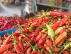 Harga Cabai dan Bamer di Pasar Banyuwangi Naik Drastis
