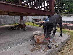 Lansia di Banyuwangi Jadi Korban Gigitan Anjing Galak