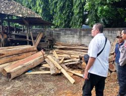 Save Teak Wood Without Documents, The man in Banyuwangi was picked up by the police