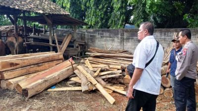 Save Teak Wood Without Documents, The man in Banyuwangi was picked up by the police