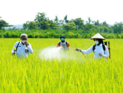 Increase Agricultural Productivity, Banyuwangi Farmers Donated 197 Tons of Rice Seeds