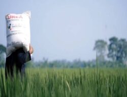 Wongsorejo Banyuwangi Farmers Complain about the Difficulty of Buying Subsidized Fertilizers