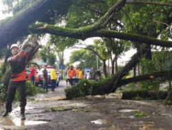 Pohon Bertumbangan di Banyuwangi Selatan, Saat Hujan Deras Disertai Angin Kencang Menerjang