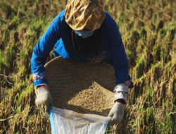 Petani Banyuwangi Gelar Bubak Bumi, Tradisi Unik Hindari Bala