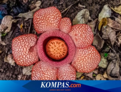 Momen Langka, Raflesia Kelopak 7 Mekar di Taman Nasional Meru Betiri