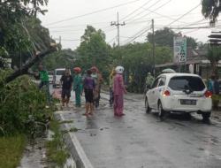 Pohon Tumbang di Kecamatan Cluring, Nyaris Timpa Mobil