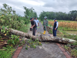 Pohon Trembesi Tumbang Timpa Rumah Warga di Kecamatan Gambiran