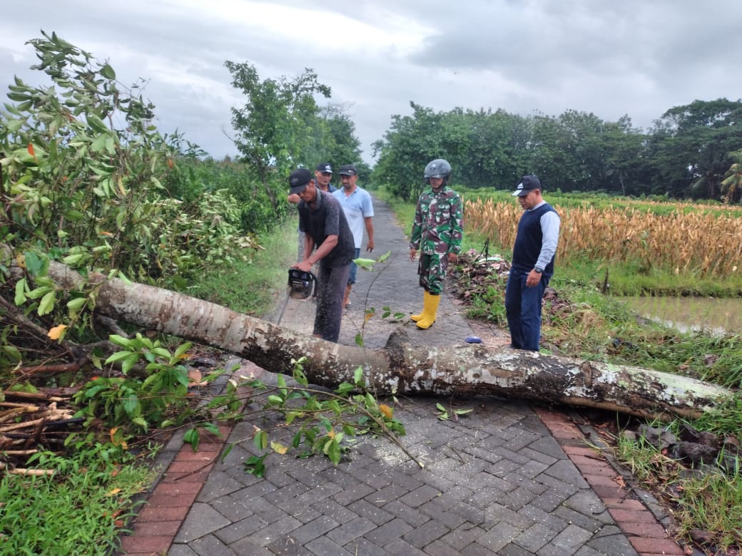 Pohon Trembesi Tumbang Timpa Rumah Warga di Kecamatan Gambiran