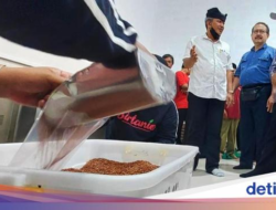 Banyuwangi's Demand for Organic Rice Reaches At Least 250 Tons Per Month