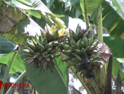 Tak lazim, Pohon Pisang Milik Warga Banyuwangi Ini Berbuah Dua