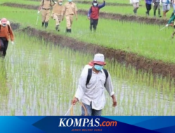 Subsidized Fertilizer Rations in Banyuwangi Reduced, Only for 9 Commodity
