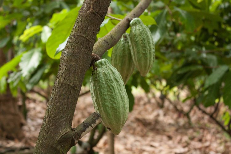 Ilustrasi kakao di Kalibaru, Banyuwangi Regency.