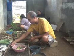 Pembibit Cabai Rawit Banjir Pesanan Saat Cuaca Ekstrem Landa Banyuwangi