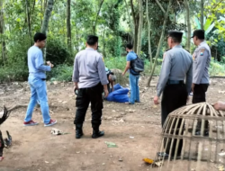 Penjudi Sabung Ayam di Banyuwangi Lari Tunggang Langang Digerebek Polisi