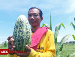Blessings Come During the Month of Ramadan, This is the story of the Banyuwangi Special Krai Fruit Farmer
