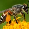 Ini 5 Manfaat Sengat Lebah Bagi Tubuh, Gangguan Saraf, Nyeri Punggung Auto Hilang! Berani Coba?