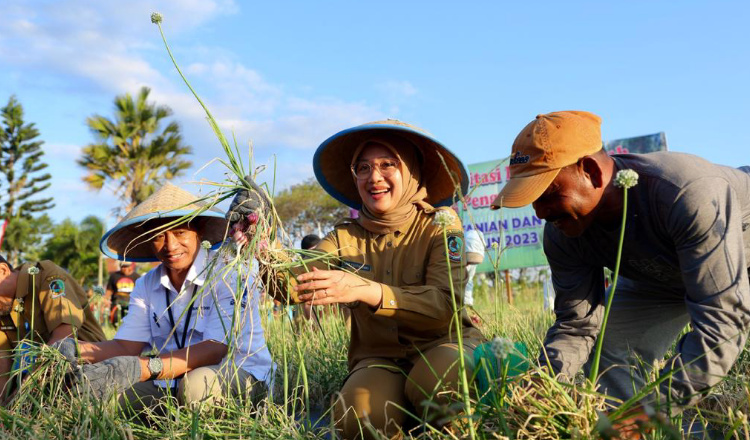 Petani Bawang Merah Semi Organik di Banyuwangi Mampu Hasilkan 14,2 Ton per Hektare