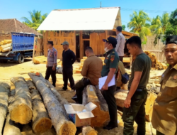 Polhutmob Reveals Illegal Logging: Pile of Teak Wood Found in Resident's Yard, Banyuwangi