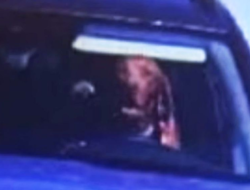 A Dog Caught on Camera Speeding with a Car, The police can only stare