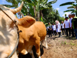 This program increases the productivity of Banyuwangi cattle, It is 30.000…